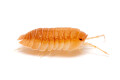 Armadillidium pallasii 'Orange'